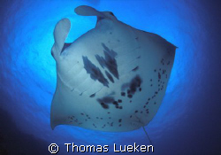 found in Yap, F100 in Seacam by Thomas Lueken 